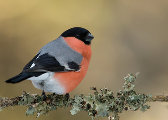 Male Eurasian bullfinch perching on a branch covered in lichen