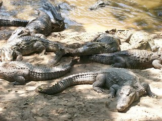 Several crocodiles lying on the sand
