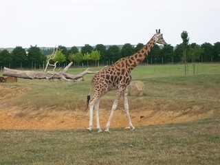 Giraffe