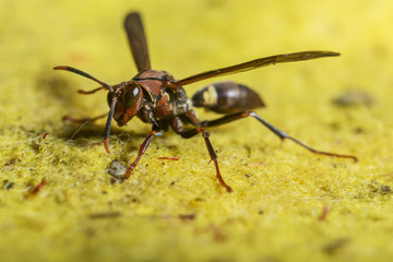 wasp on a yellow fabric