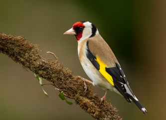 European goldfinch perching on a branch against dark background