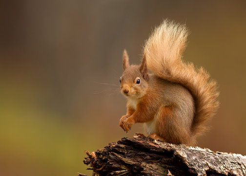 Red squirrel (Sciurus Vulgaris) sitting on a log in Yorkshire Dales, UK, England.