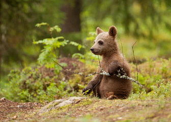Lonely brown bear cub © giedriius
