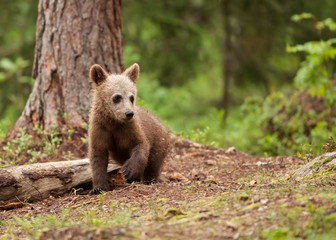 Brown bear cub, Finland