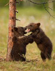 Fototapeta premium Two brown bear cubs play-fighting, Finland