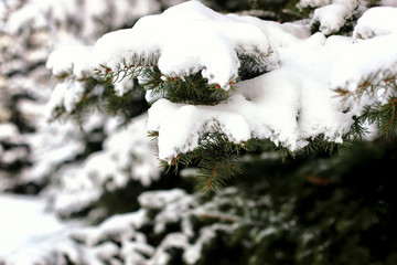 winter fir tree sunlight