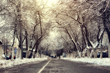 pedestrian pathway tree winter