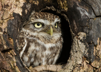 Little owl in a tree trunk hole