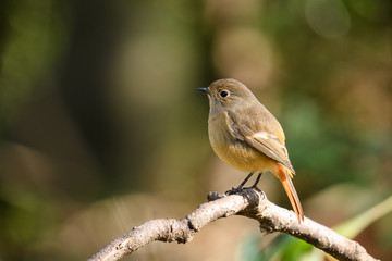ジョウビタキ　メス
