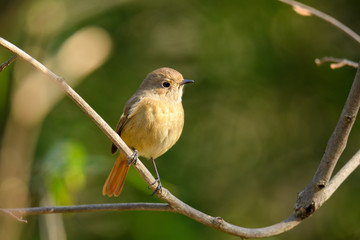 ジョウビタキ　メス