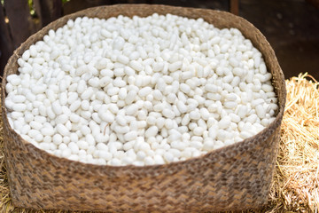 Sericulture and silk thread