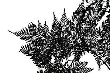 Abstract of silhouette of branch of fern