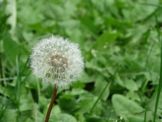 dandelion