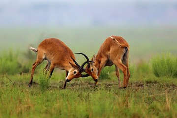 Kobe antelopes is fighting on the african grassland, pure wild africa, african wildlife, males fight 