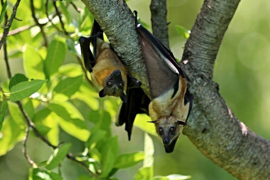 Flying Foxes on a green tree in the african nature habitat, african bats and vampires, wildlife in africa