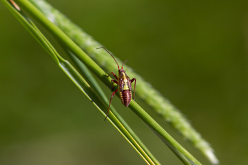 Little bug sitting on a straw with green, blurred background