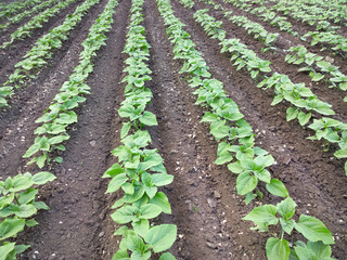 Sunflower seedlings.