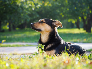 stray dog in the Park. Summer, Sunny day, grass