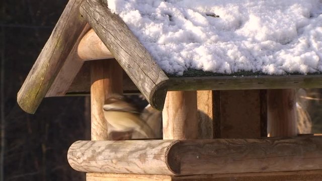 In einem schneebedeckten Vogelhaus macht ein Kernbeisser seinem Namen alle Ehre