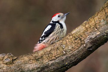 Auf einem Ast sitzender Mittelspecht