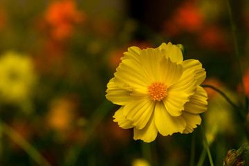 Yellow flowers Cosmos (Cosmos Bipinnatus) with blurred background.