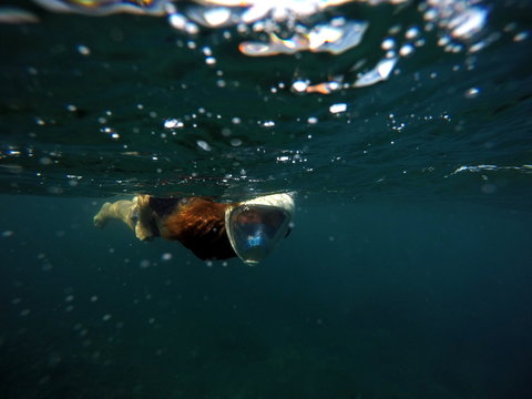 Snorkeling woman underwater in dark sea. Snorkel in full face mask