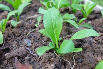 soft focus lettuce cantonese in farm.