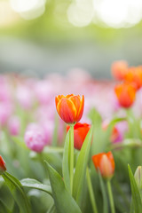 Fototapeta premium tulips in the flower garden
