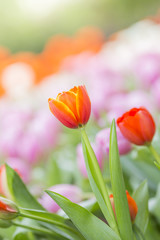 tulips in the flower garden