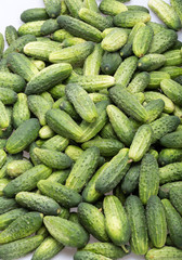 a lot of young cucumbers as background