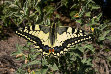 Macaone (Papilio machaon) farfalla con ali aperte