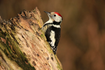 Naklejka premium Mittelspecht am alten Ast