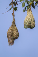 Baya Weaver in Minneriya national park, Sri Lanka