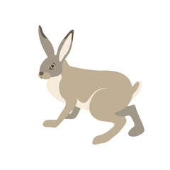 hare vector illustration style Flat