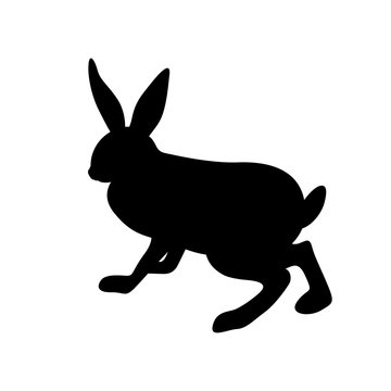hare vector illustration  black silhouette