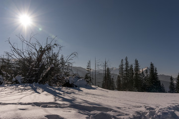 Sunny winter landscape on mountain glade