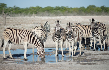 Obraz na płótnie Canvas zebras at a watering hole