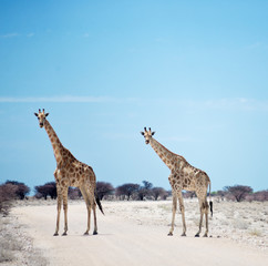 two giraffes