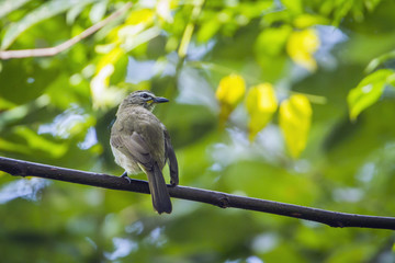 White-browed Bulbul in Minneriya national park, Sri Lanka