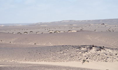 desert landscape