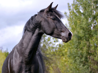 Fototapeta na wymiar Close up of Black Arab Stallion running in a field.