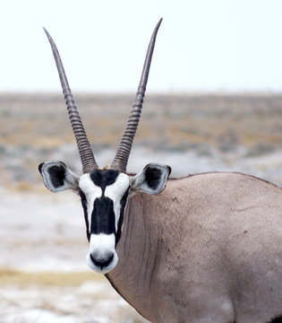 oryx