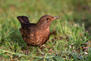 Fototapeta premium Weibliche Amsel im Gras