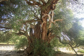 Antico ulivo millenario di Luras in Sardegna dell'età di 4000 anni © Claudio Quacquarelli