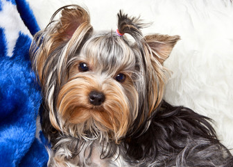 Dog Yorkshire Terrier lying on a white fur