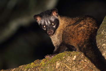 Common Palm Civet (Paradoxurus hermaphroditus) in Borneo, Malaysia