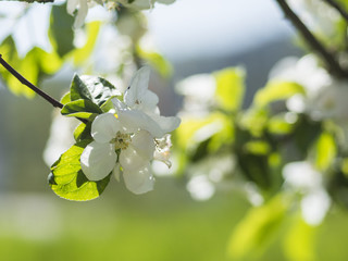Naklejka premium Kirschblüte Frühling