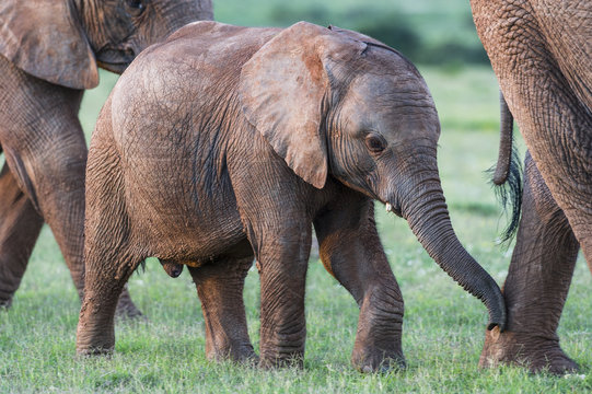 African Elephant calf walking in close proximity to its mother