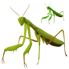 Green grasshopper closeup on white background