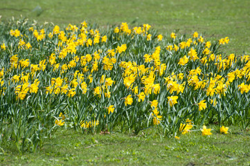 daffodils at spring